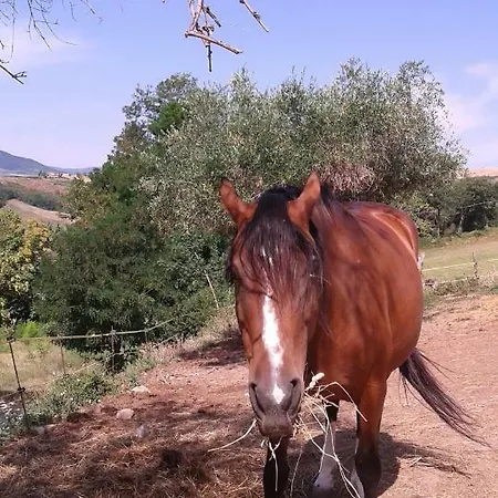 Il Castello Farm stay *